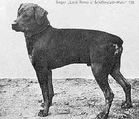 lord-remo-von-schifferstadt