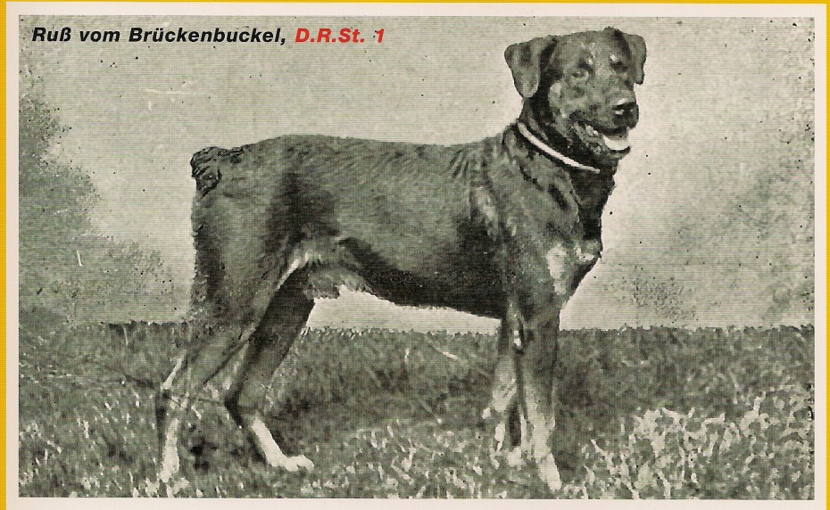 russ vom brùckenbuckel.jpg