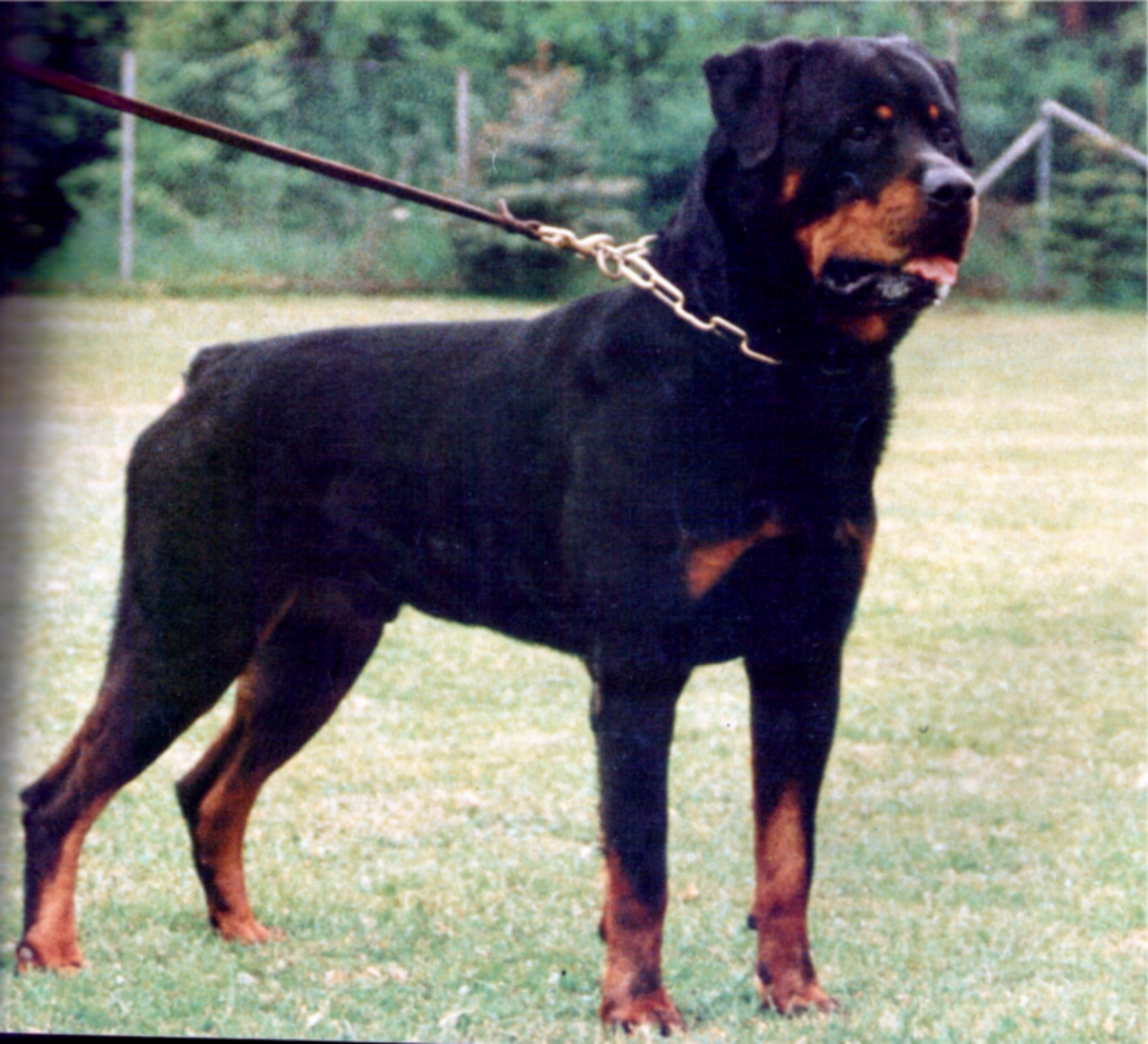 z Aki von der Peeler Hutte.jpg