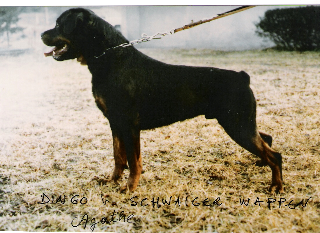 z dingo v. schwaiger wappen.jpg