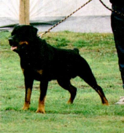 z Falko v.d. Teufelsbrucke.jpg