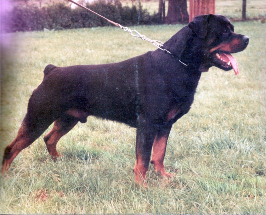 z Santo v Schwaiger Wappen.jpg