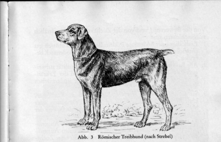 z-y-roemischer-treibhund
